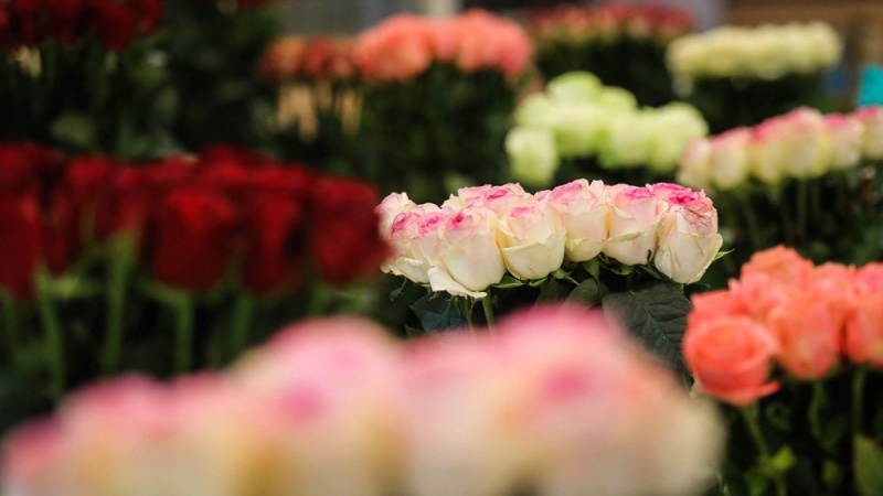 Iranpress: إرتفاع كبير في قیمه صادرات الزهور في إيران