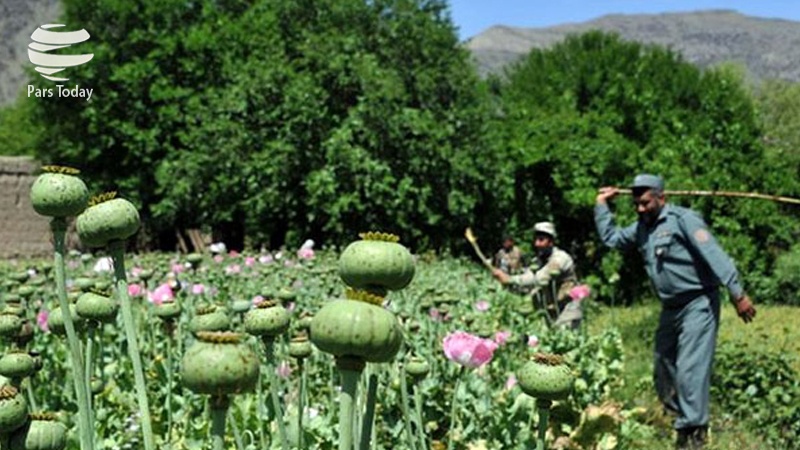 بحران تولید موادمخدر در افغانستان/ تحلیل