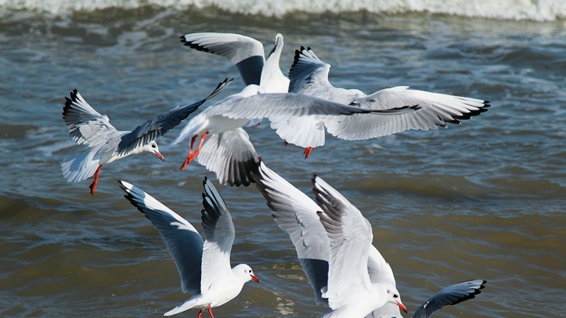 Iranpress: Photo: Migrating birds are welcome visitors to Caspian Sea shores