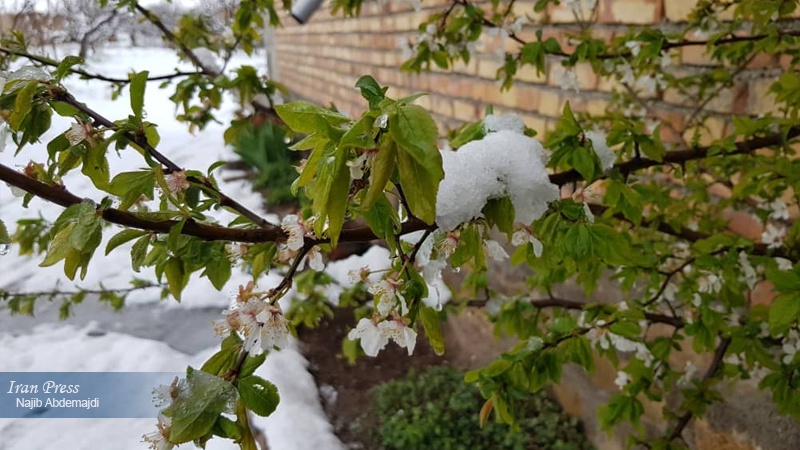 Iranpress: الثلوج تكسو الأرض في مدينة أرومية