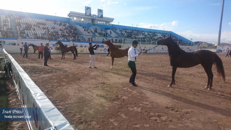 ایران برس: أكبر مهرجان للخيول الإيرانية الأصيلة