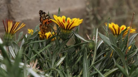 Huge clouds of butterflies are a sight to see in Zahedan, southeastern Iran