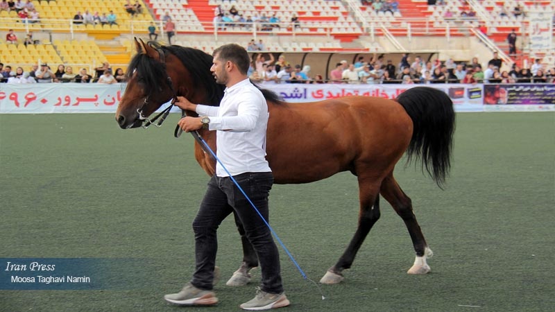 Iranpress: The first Kurdish horse festival in Iran’s Ardabil