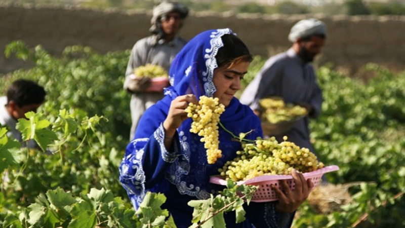 Iranpress: تصدير الفواكه الأفغانية من ميناء جابهار الإيراني