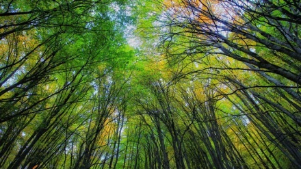 A day to be named in Iran calendar for Hyrcanian forests