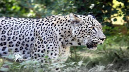 Seven Persian leopards spotted in northern Iran
