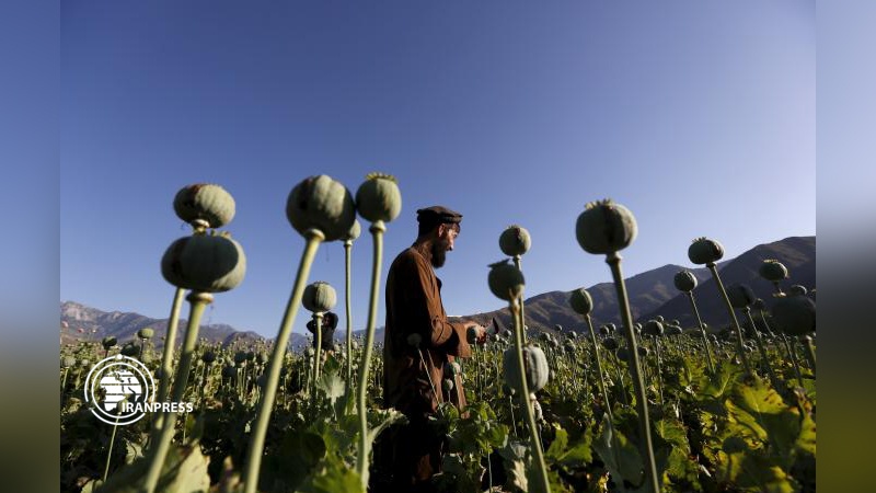 Iranpress: النائب العام الإيراني: إنتاج المخدرات في أفغانستان إزداد 50 ضعفًا