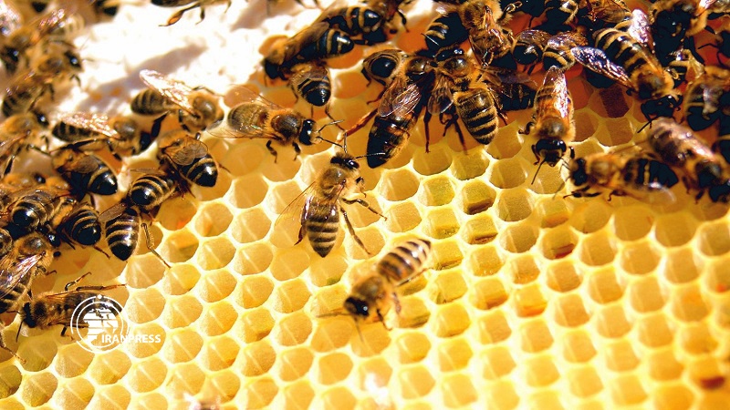 Iranpress: ايران الرابعة في مجال انتاج العسل