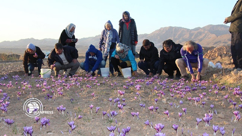 Iranpress: Italian tourists pay visit to Saffron farms on northeast Iran