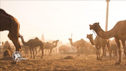 Criticisms against Australia after culling 5,000 camels