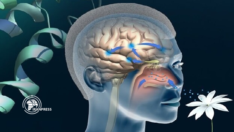 Iranpress: Iranian researchers develop an olfactory test to diagnose Alzheimer