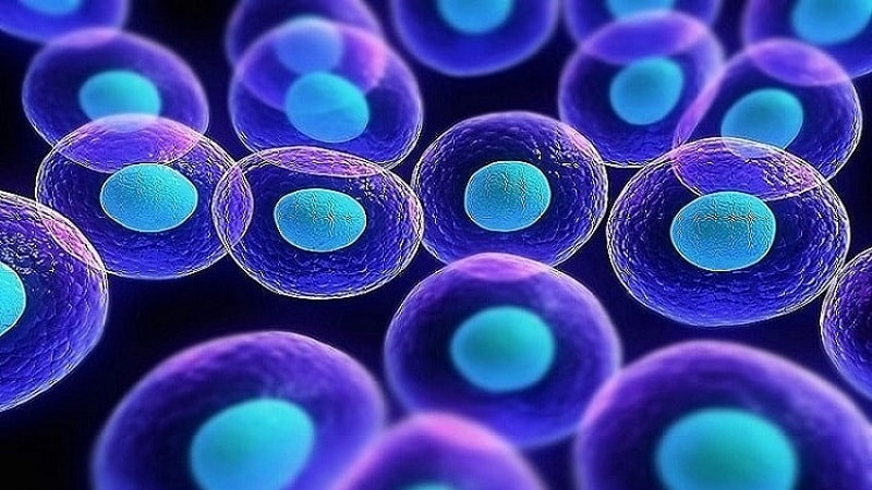 Iran in the top of stem cells science and commerce in the Middle Eas