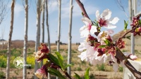 Trees bloom during spring, Iran, Sirjan/Photo by Hoda Rezvani Pour