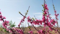 Trees bloom during spring, Iran, Sirjan/Photo by Hoda Rezvani Pour
