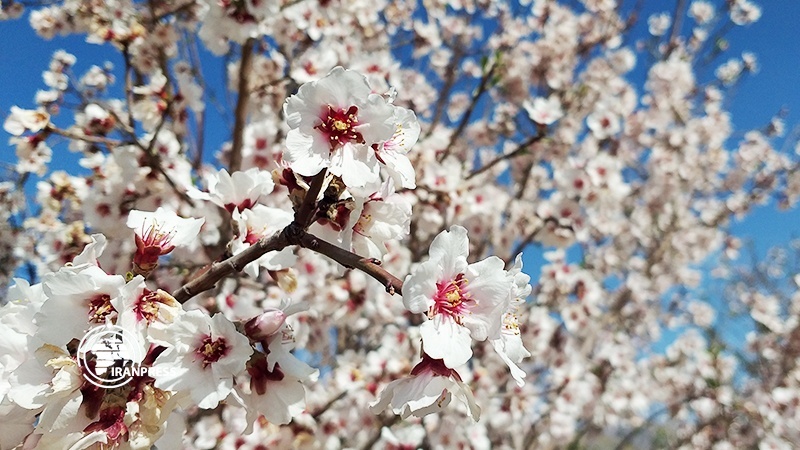 Iranpress: منظر أزهار الربيع في طبيعة مدينة سيرجان