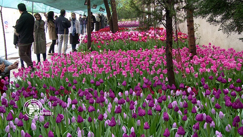 Iranpress: Thousands of tulips in Zarafshan Street in mother’s memory