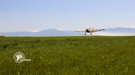 Aerial application on wheat farms on run in Northern Iran