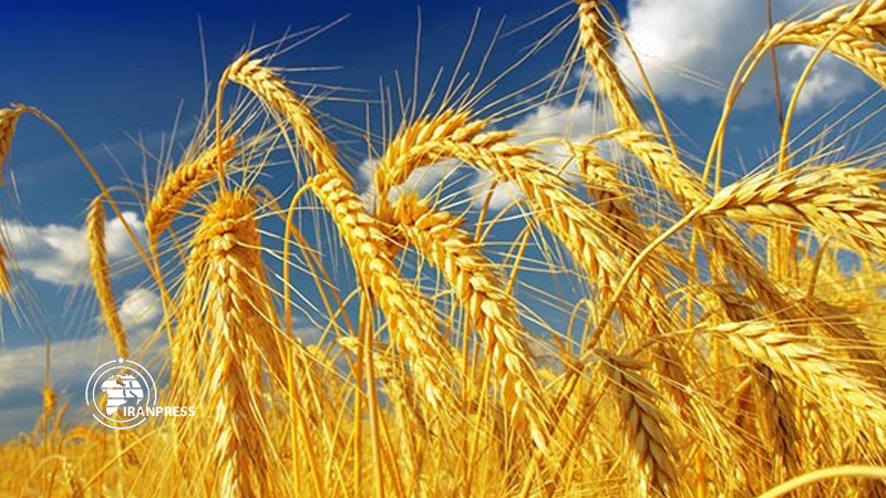 Iranpress: كازاخستان تقيّد صادراتها من القمح بسبب كورونا
