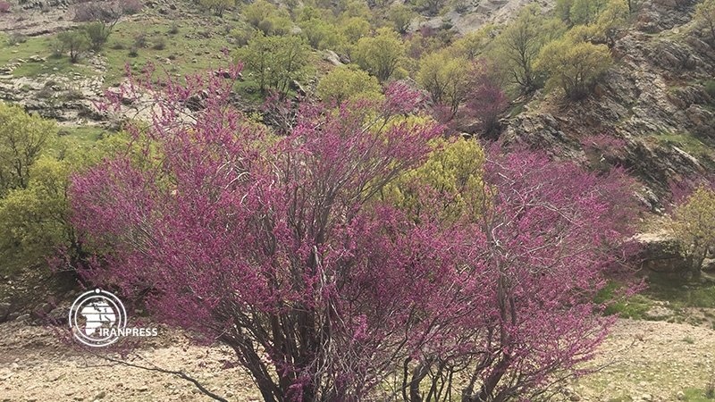 Iranpress: وادي أرغوان في إيلام.. جنة الألوان على سفوح جبال زاغرس