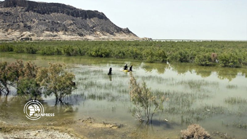 Iranpress: التعاون بين إيران والأمم المتحدة بشأن إعادة الحياة إلى بحيرة هامون وأراضيها الرطبة