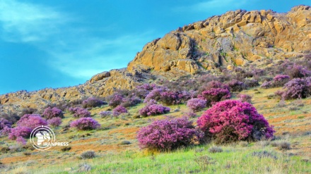 Unique beauty of Prunus scoparia blossoms in Iran's Chaharmahal and Bakhtiari