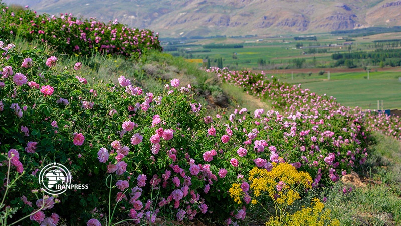 Iranpress: قطف الورد المحمدي في محافظة جهارمحال وبختياري