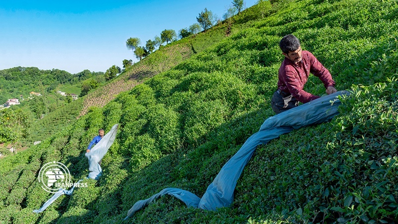 Iranpress: بداية حصاد شاي الربيع من مزارع غيلان