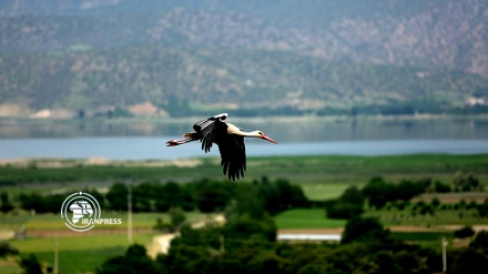 Darreh Tefi village, host of storks in Iran