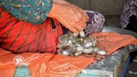 Beauties of Silk farming in Gilan province / Photo by Fatemeh Pir