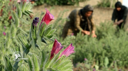 Echium amoenum harvest in golestan, northern Iran