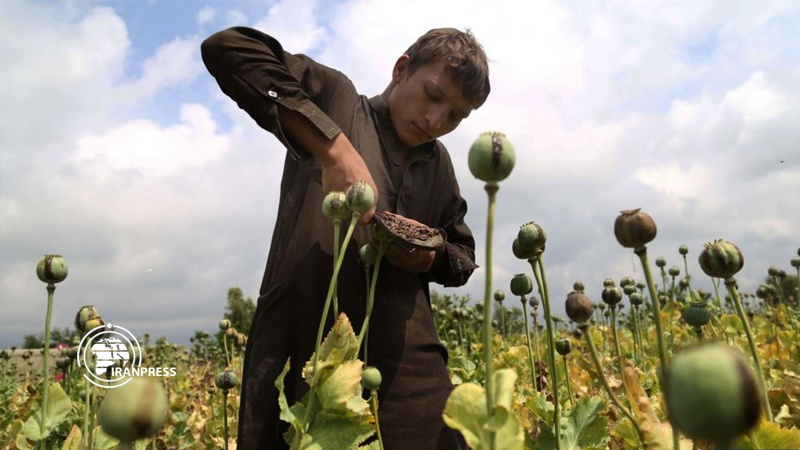 Iranpress: تهريب المخدرات.. أحد العوامل الرئيسية في استمرار الحرب بأفغانستان