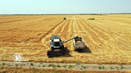 Wheat harvest starts in northern Iran