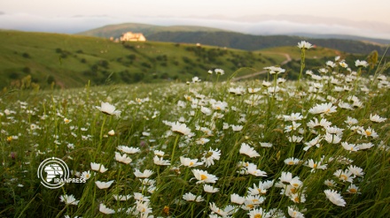 Chamomile flower plain in Fandoqlu forest; a tourism attraction in Ardabil Province