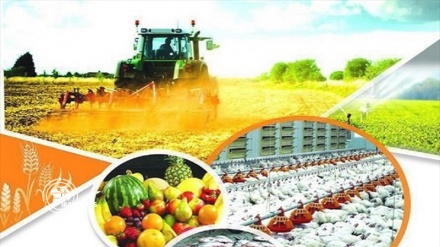 Iran's agricultural exports grew by 30%