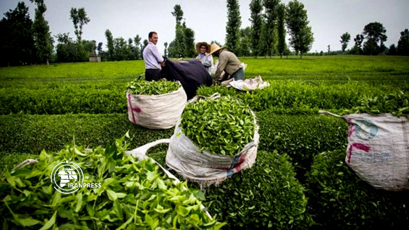 Iranpress: تصدير الشاي الإيراني إلى 12 دولة في العالم 
