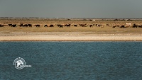 Hamoun Wetland Photo by Marziyeh Noori
