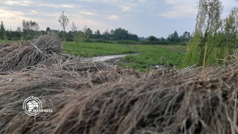 Iranpress: الأيام الأخيرة لموسم حصاد الأرز من مزارع غيلان