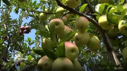 بدء موسم قطف ثمار التفاح من بساتين مشكين شهر في إيران