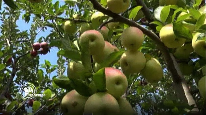 Iranpress: بدء موسم قطف ثمار التفاح من بساتين مشكين شهر في إيران