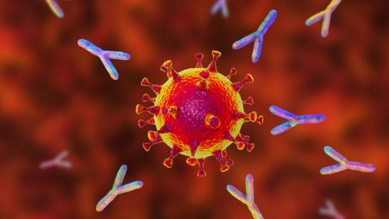 Iranpress: أجسام مضادة تعد بمستقبل مشرق في علاج فيروس كورونا