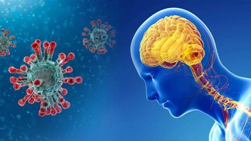 علماء يحذّرون من تكاثر فيروس كورونا في الدماغ