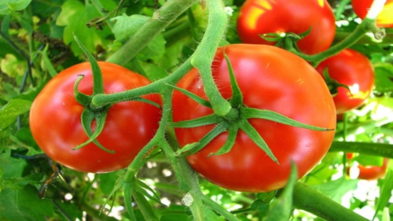 Iranpress: لأول مرة في بوشهر.. إنتاج شتلات الطماطم في الدفيئات