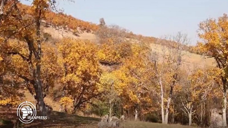 Iranpress: مشاهد جميلة من المعالم الطبيعية لقرية ‘نام نيك’  في الخريف 