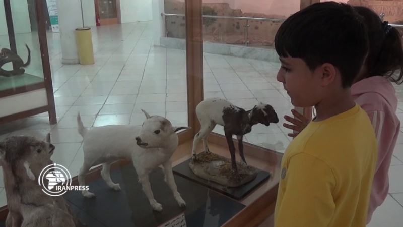 Iranpress: متحف ’الحديقة الجيولوجية‘ في جزيرة قشم.. وجهة سياحية باهرة