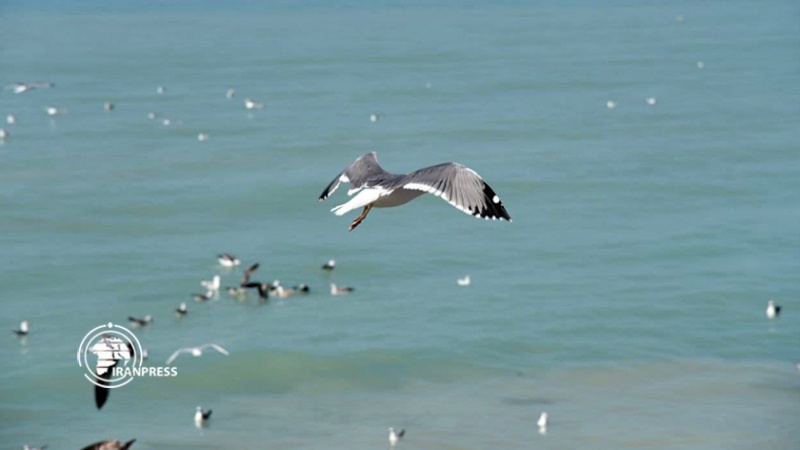 Iranpress: شواطئ بوشهر تمتلئ بالطيور المهاجرة