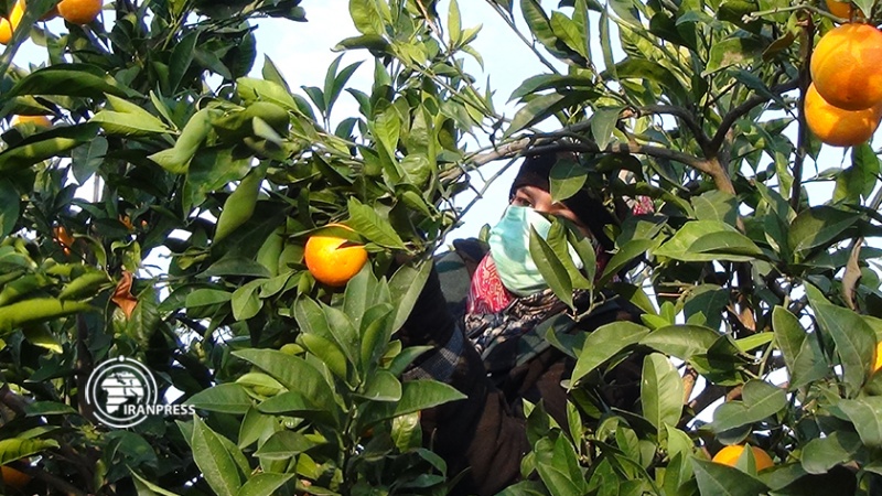 Iranpress: جني نحو 100 ألف طن من البرتقال في بساتين محافظة غلستان