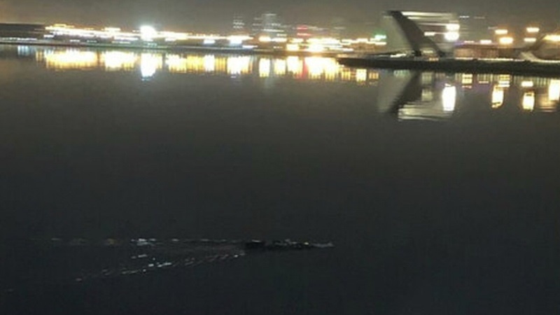 Iranpress: ما الخبر من تمساح بحيرة جيتكر بطهران؟