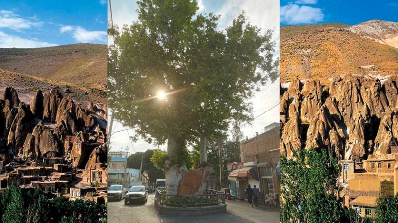 Iranpress: تعرف على شجرة الدلب المعمرة في مدينة أسكو شمال غربي إيران