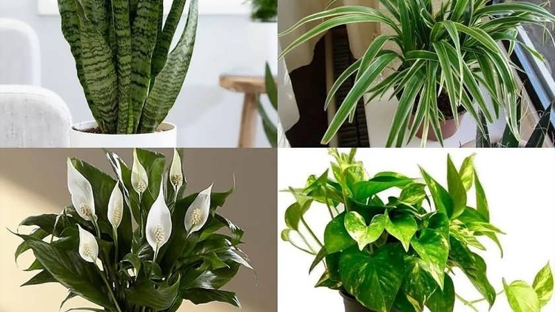 Iranpress: أفضل عشر نباتات منزلية تساعد في تنقية هواء البيت