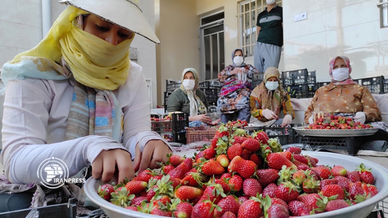 Iranpress: حصاد الفراولة في حقول محافظة كلستان